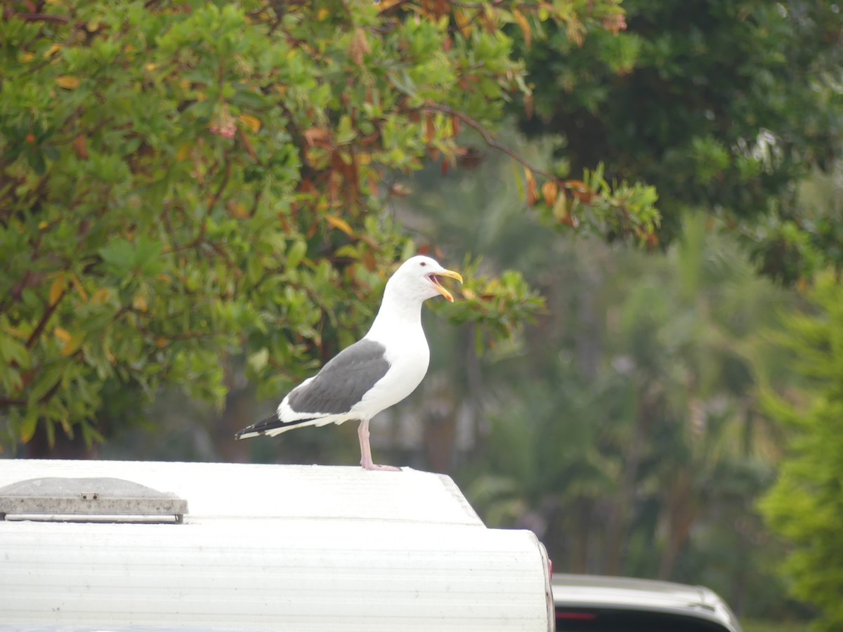 Western Gull - ML624149786