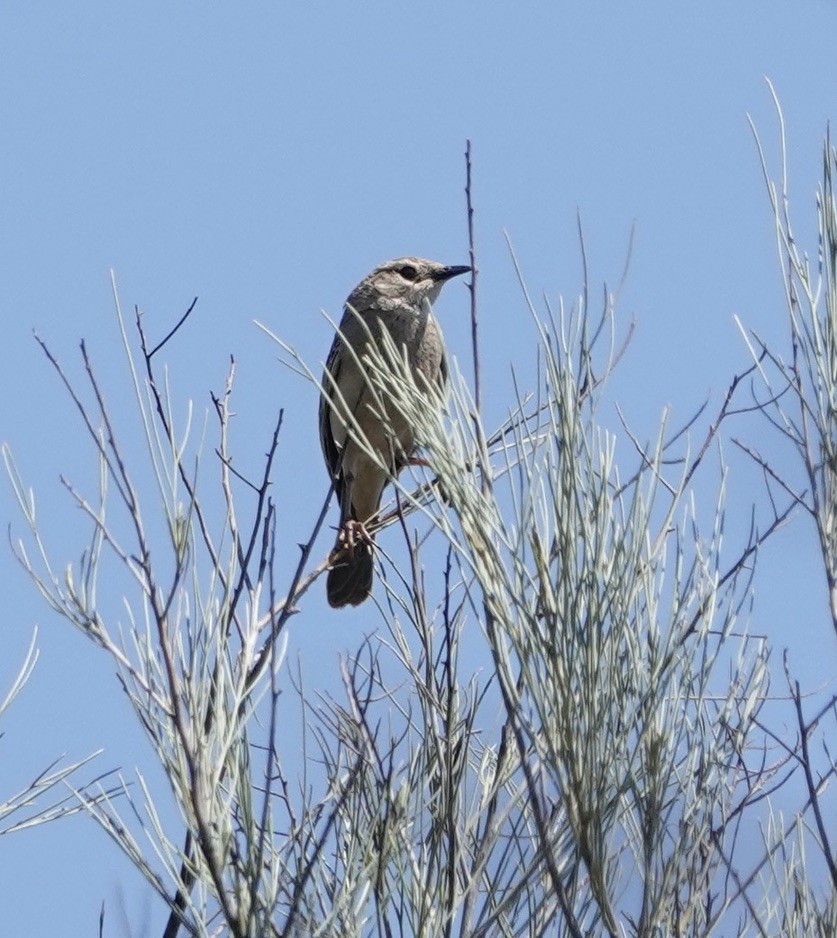 Rufous Songlark - ML624149787