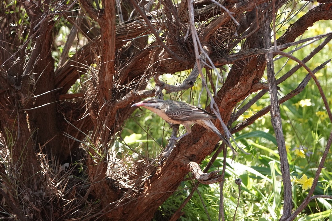 Spiny-cheeked Honeyeater - ML624149788