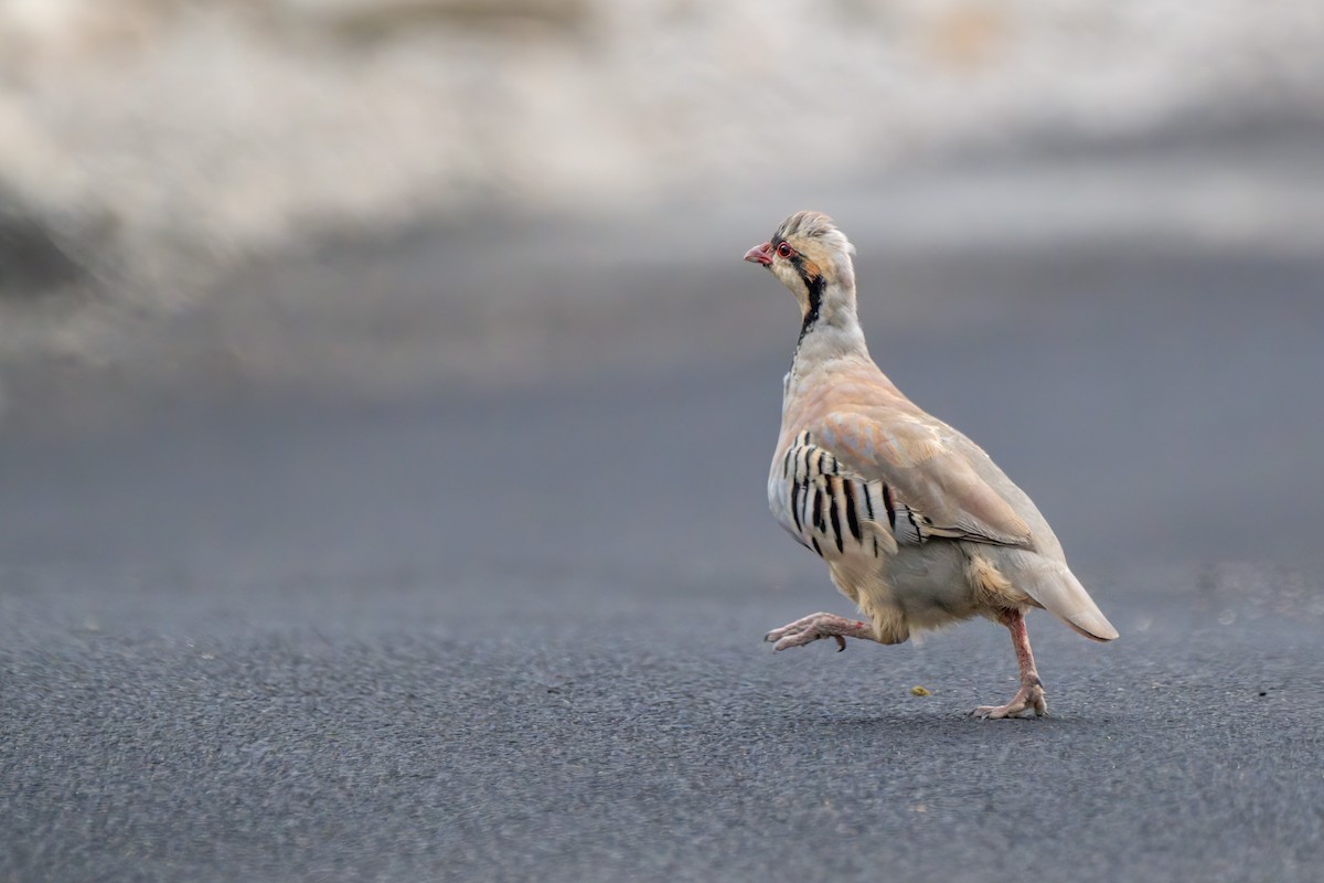 Chukar - ML624149789