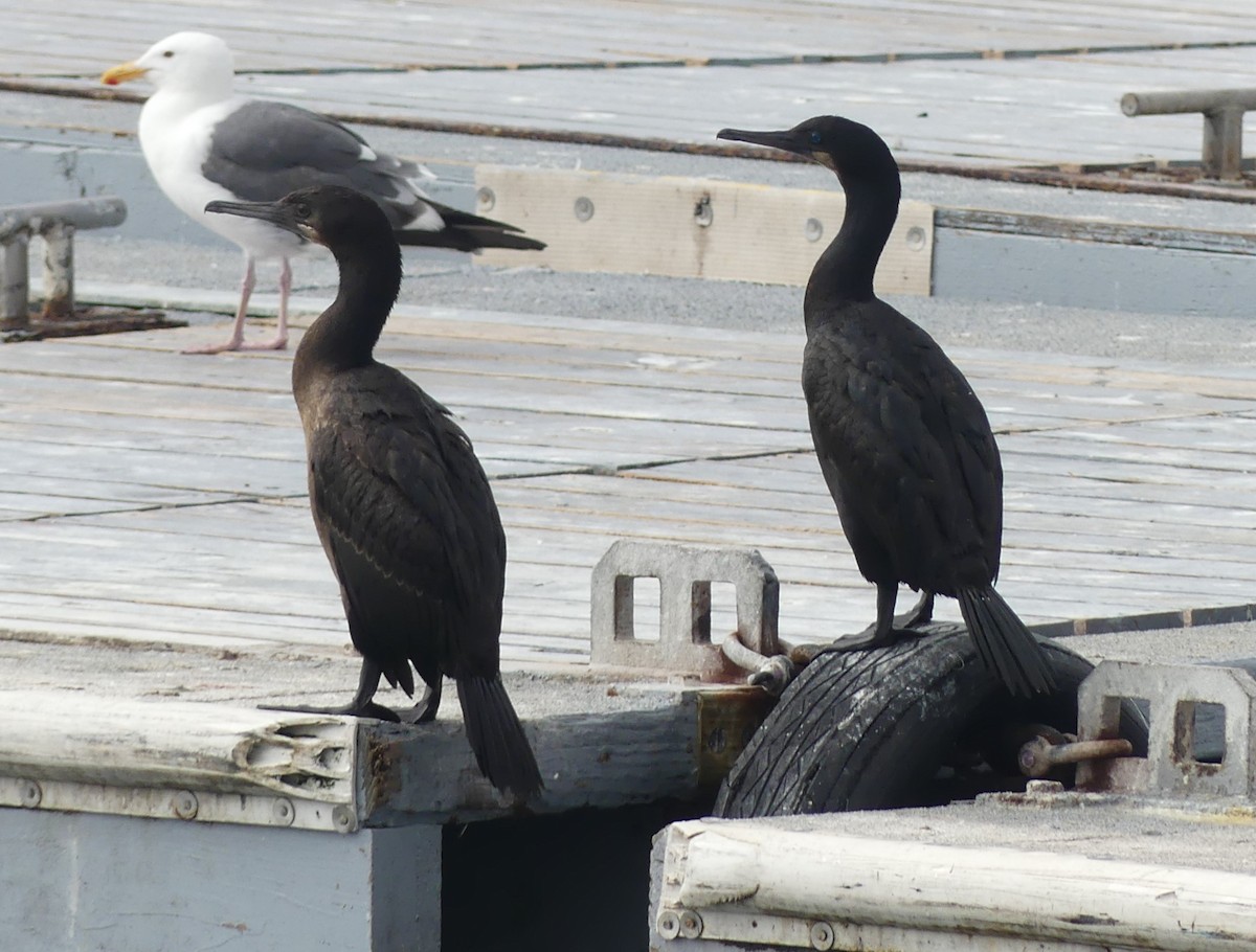 Brandt's Cormorant - ML624149790