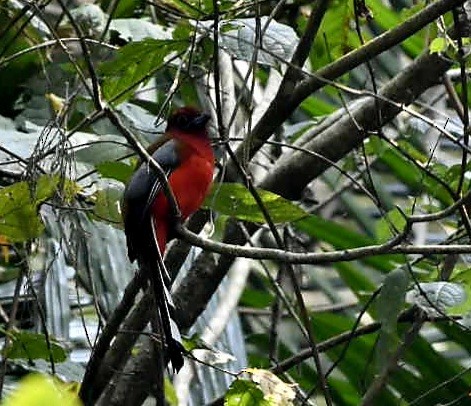 Red-headed Trogon - ML624149791