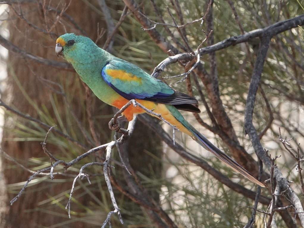 Mulga Parrot - ML624149795