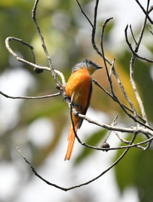 Gray-chinned Minivet - ML624149796