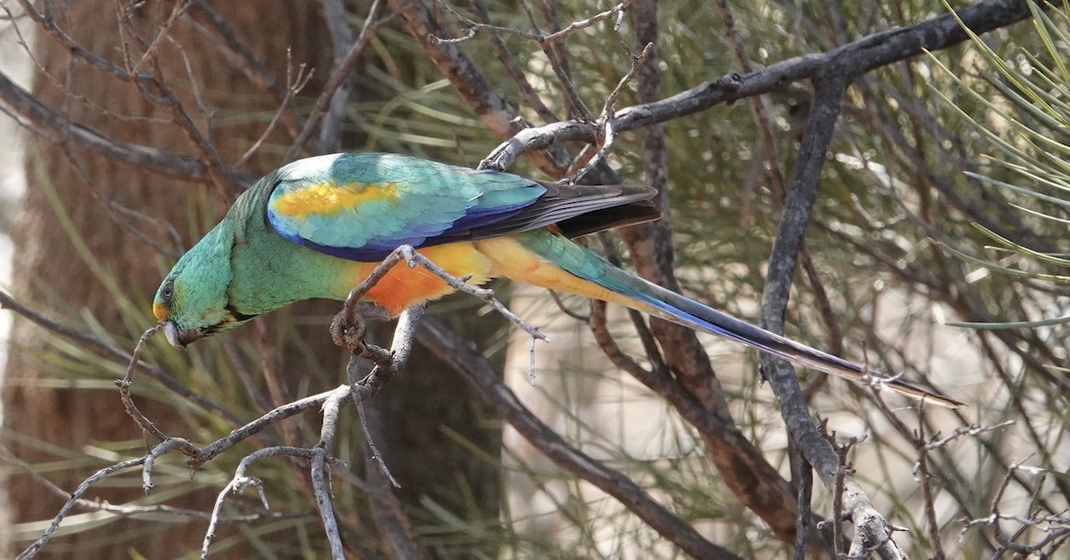 Mulga Parrot - ML624149799