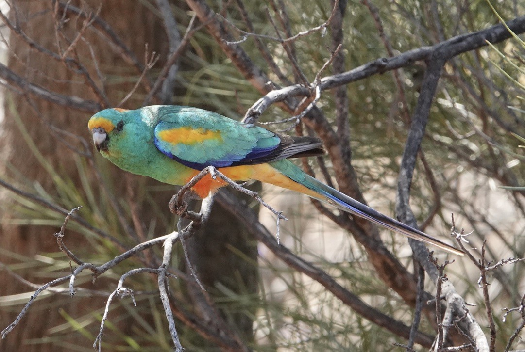 Mulga Parrot - ML624149801