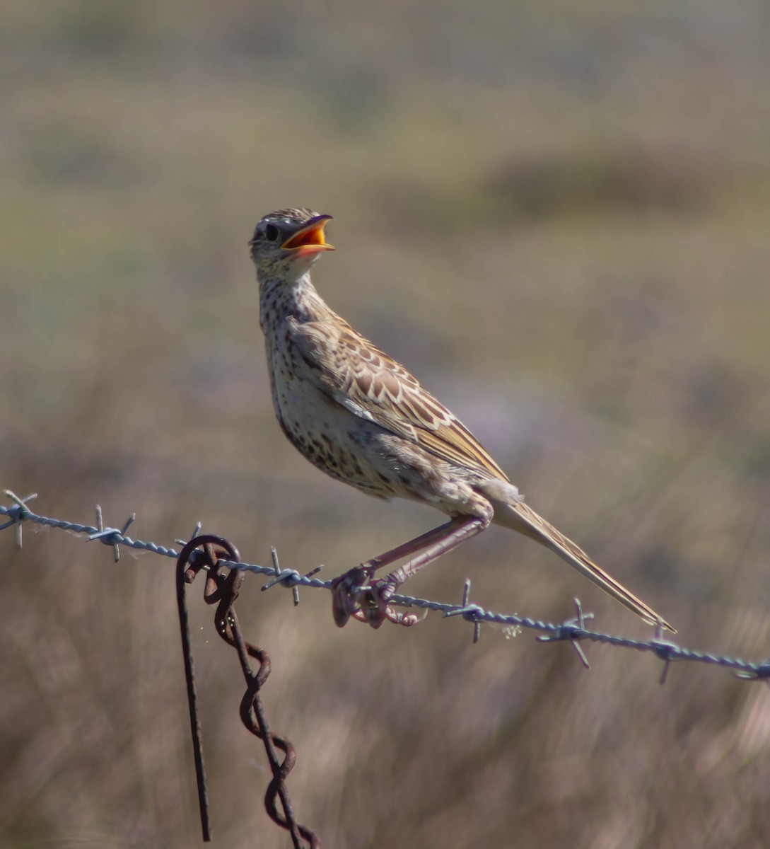 Brown Songlark - ML624149805