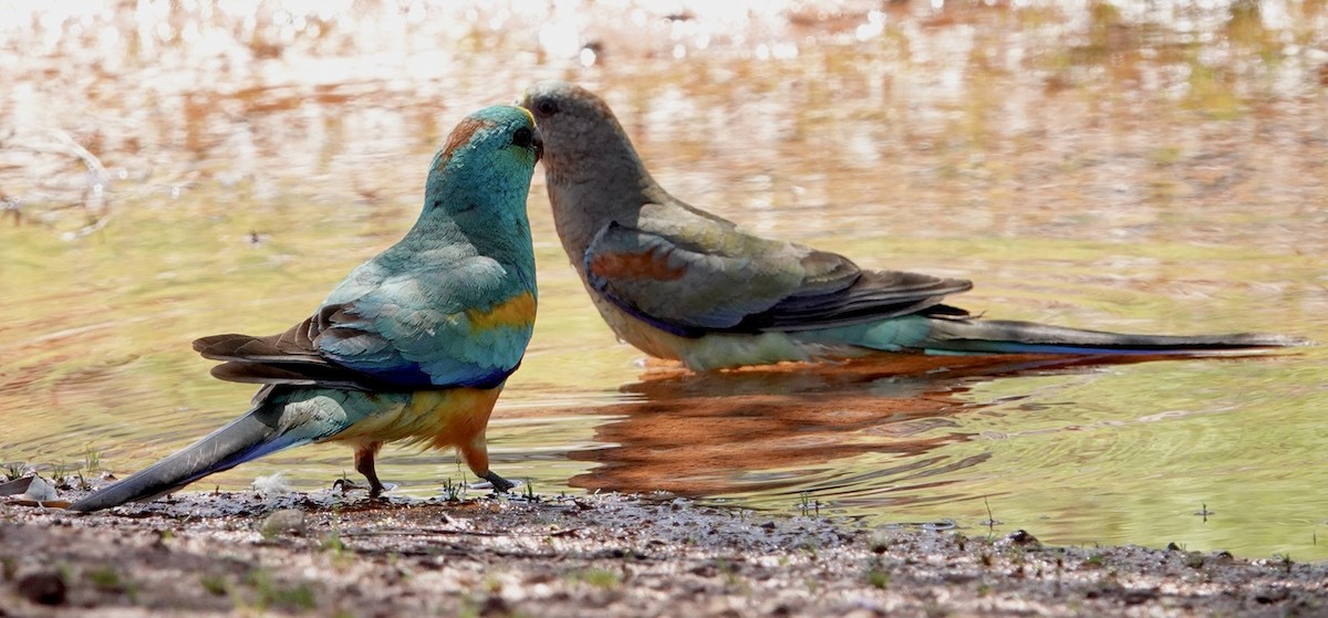 Perico Variado - ML624149806