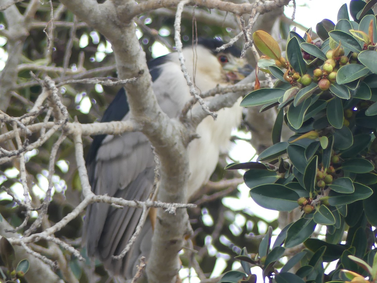 Black-crowned Night Heron - ML624149812