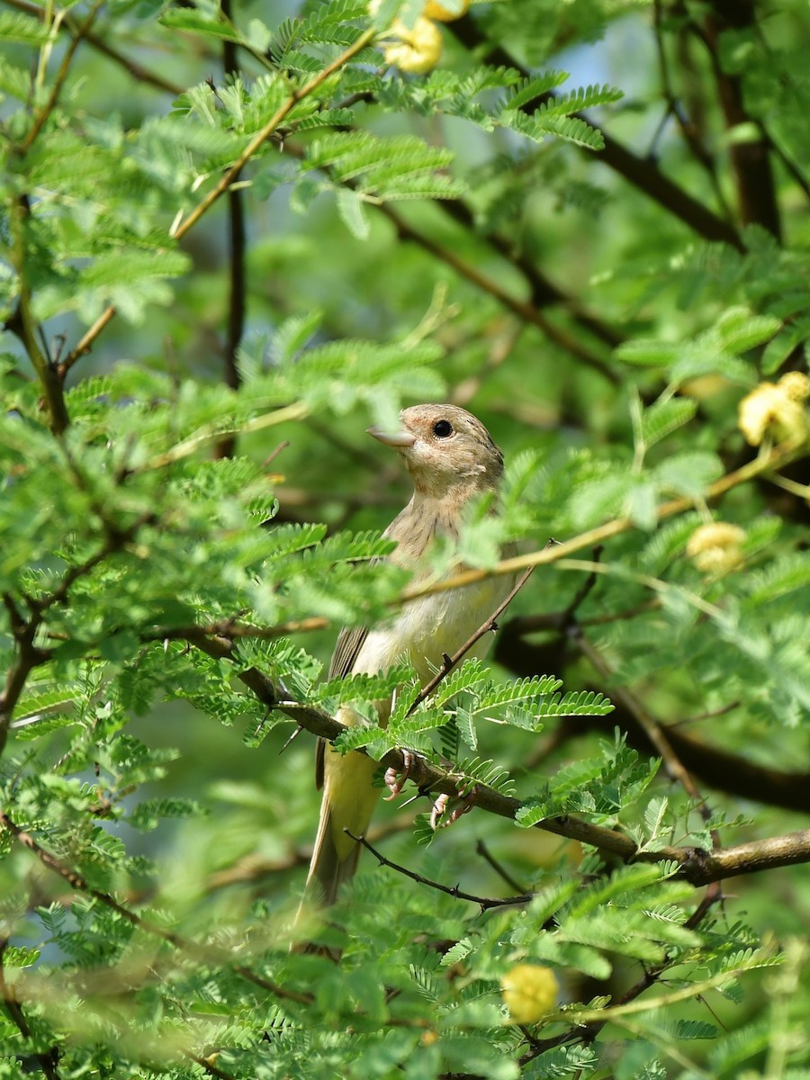 Red-headed Bunting - ML624149814