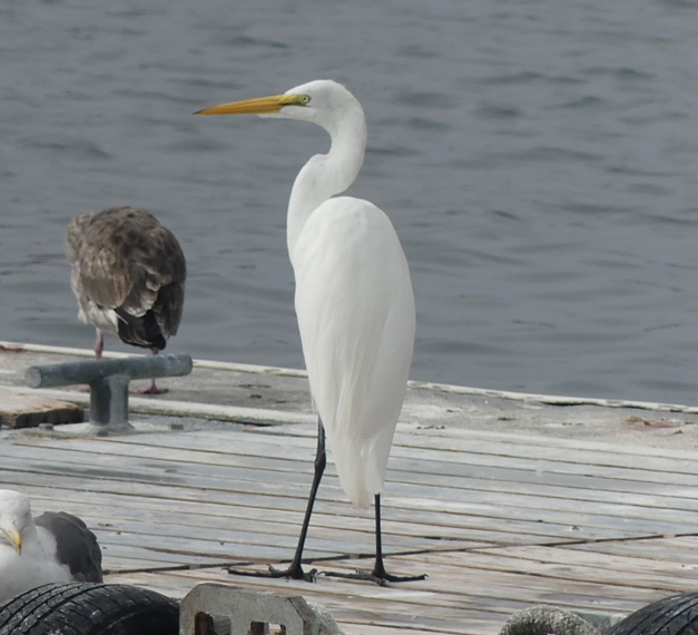 Great Egret - Duncan Wiseman