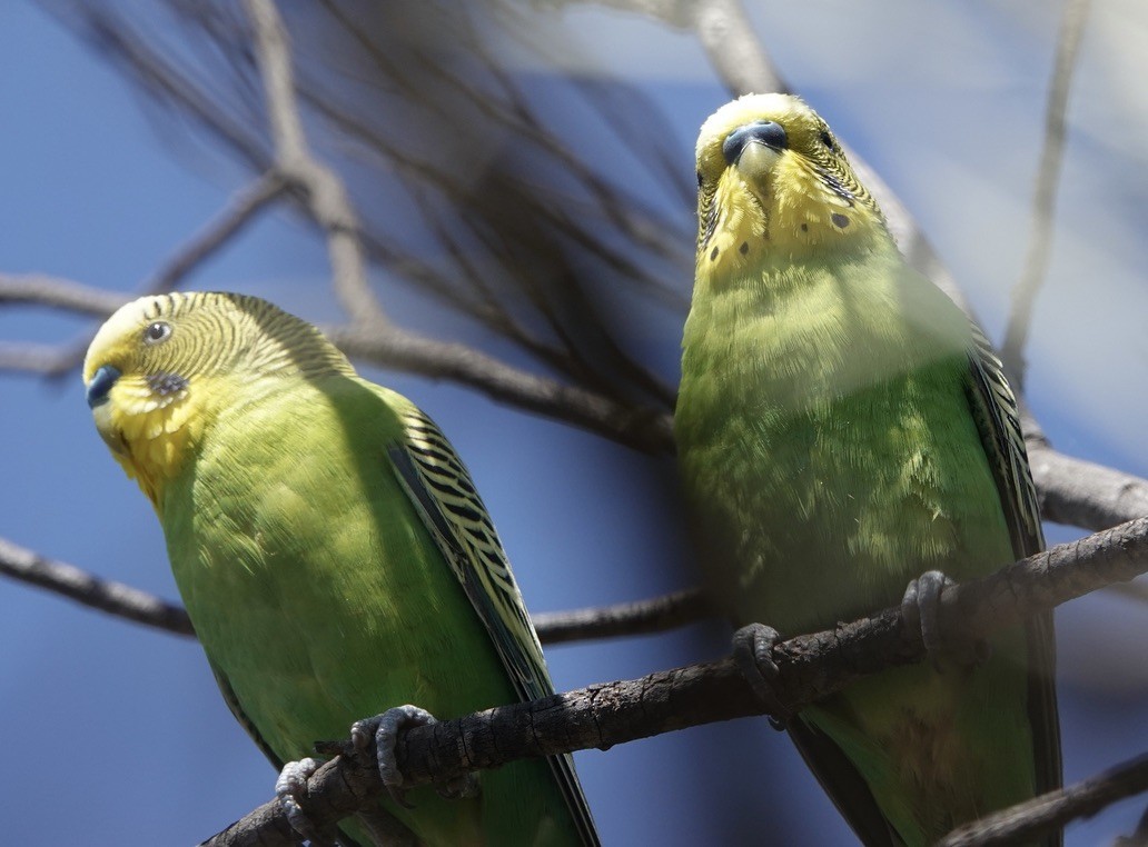 Budgerigar - ML624149820