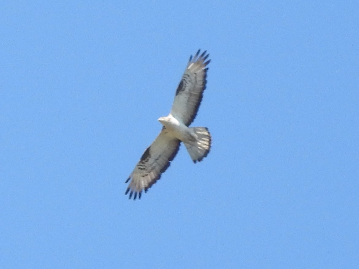 European Honey-buzzard - ML624149821