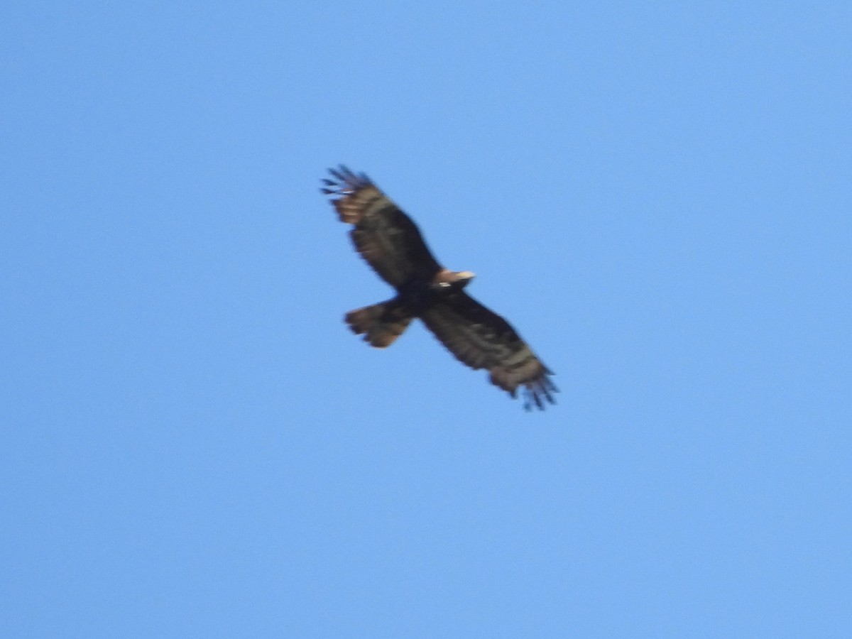 European Honey-buzzard - ML624149822