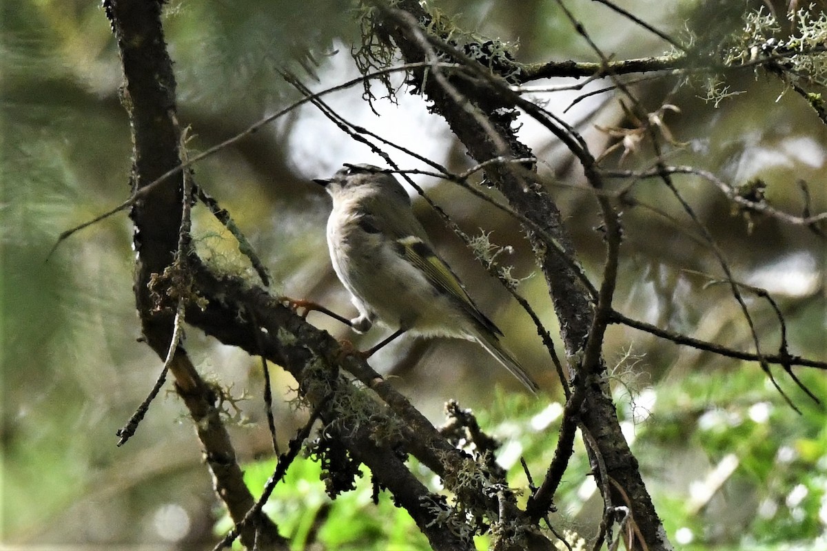 Golden-crowned Kinglet - ML624149823