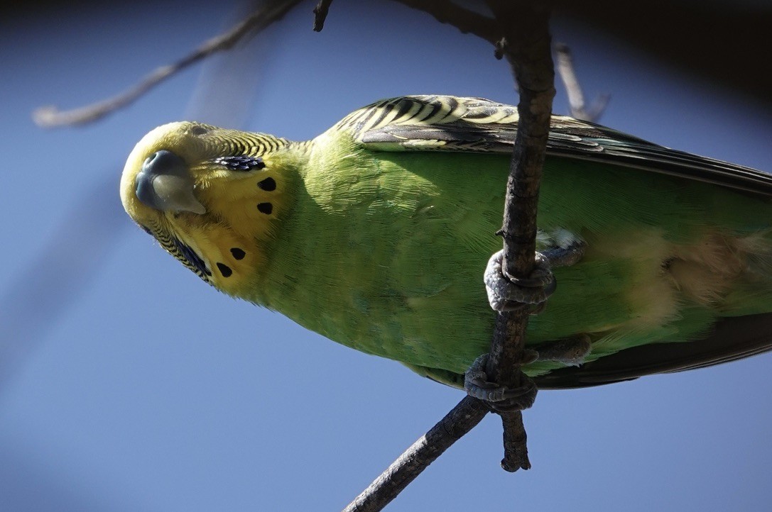 Budgerigar - ML624149825