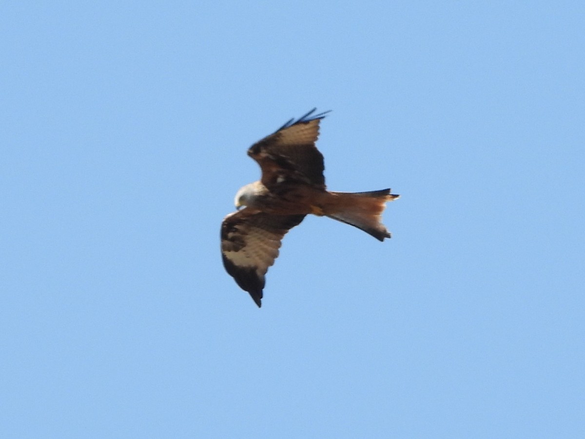 Red Kite - ML624149826