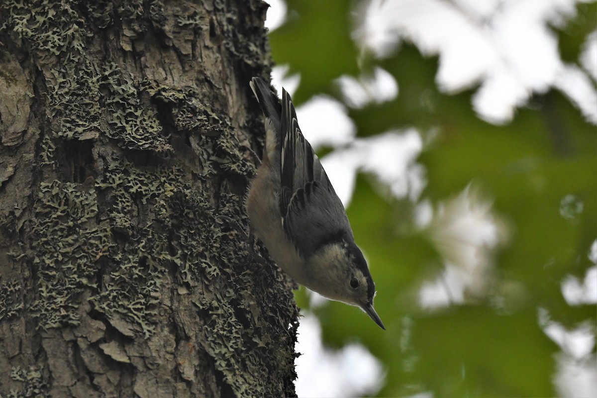 White-breasted Nuthatch - ML624149827