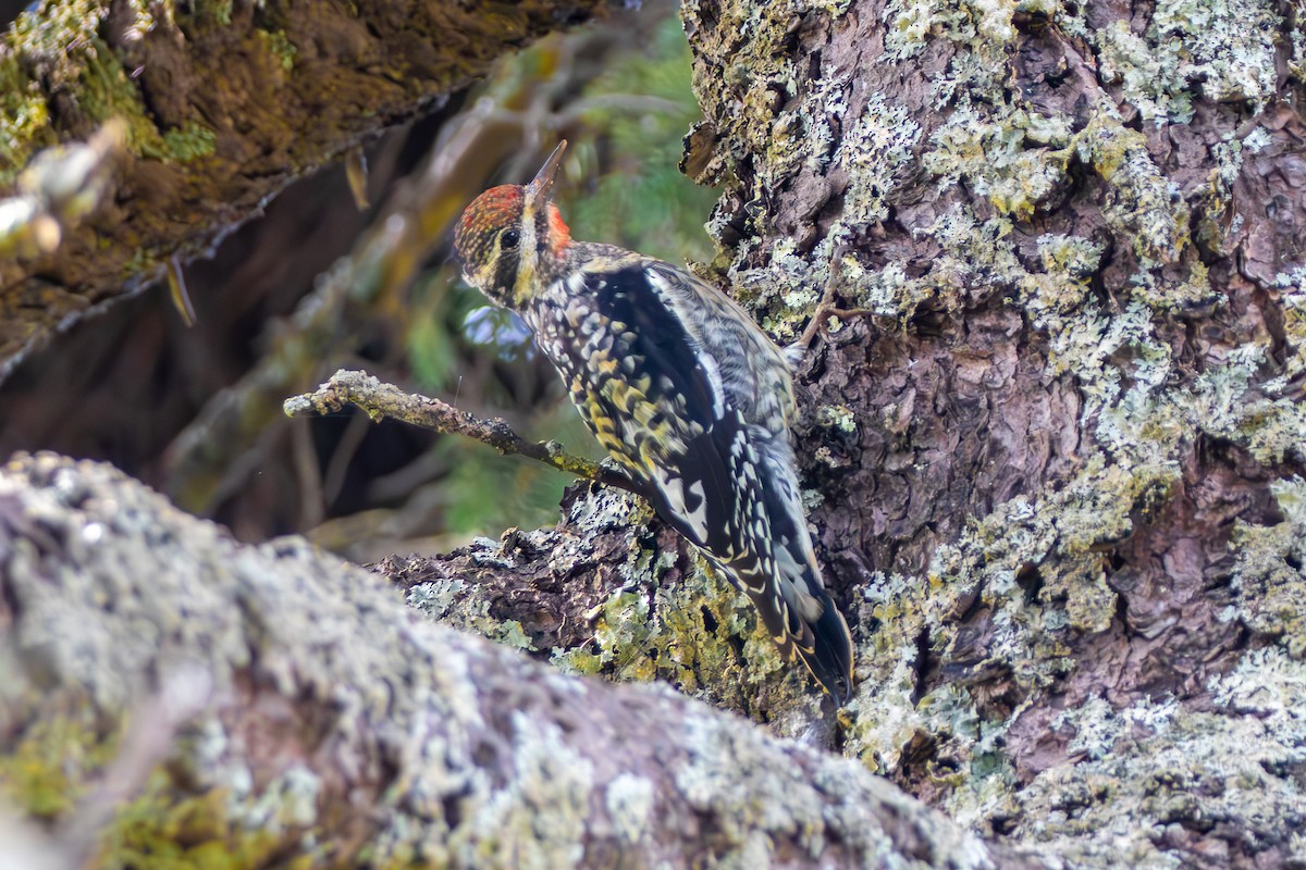 Yellow-bellied Sapsucker - ML624149828