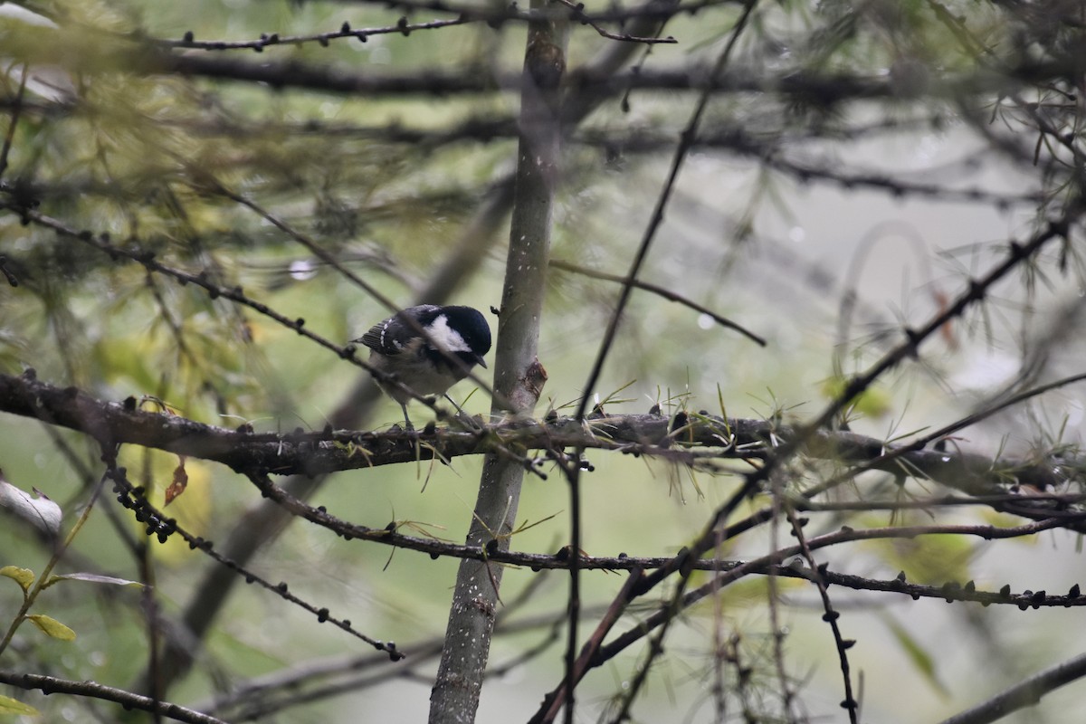 Coal Tit - Maximilian Weinschenk