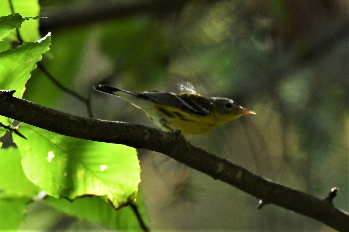 Magnolia Warbler - ML624149830