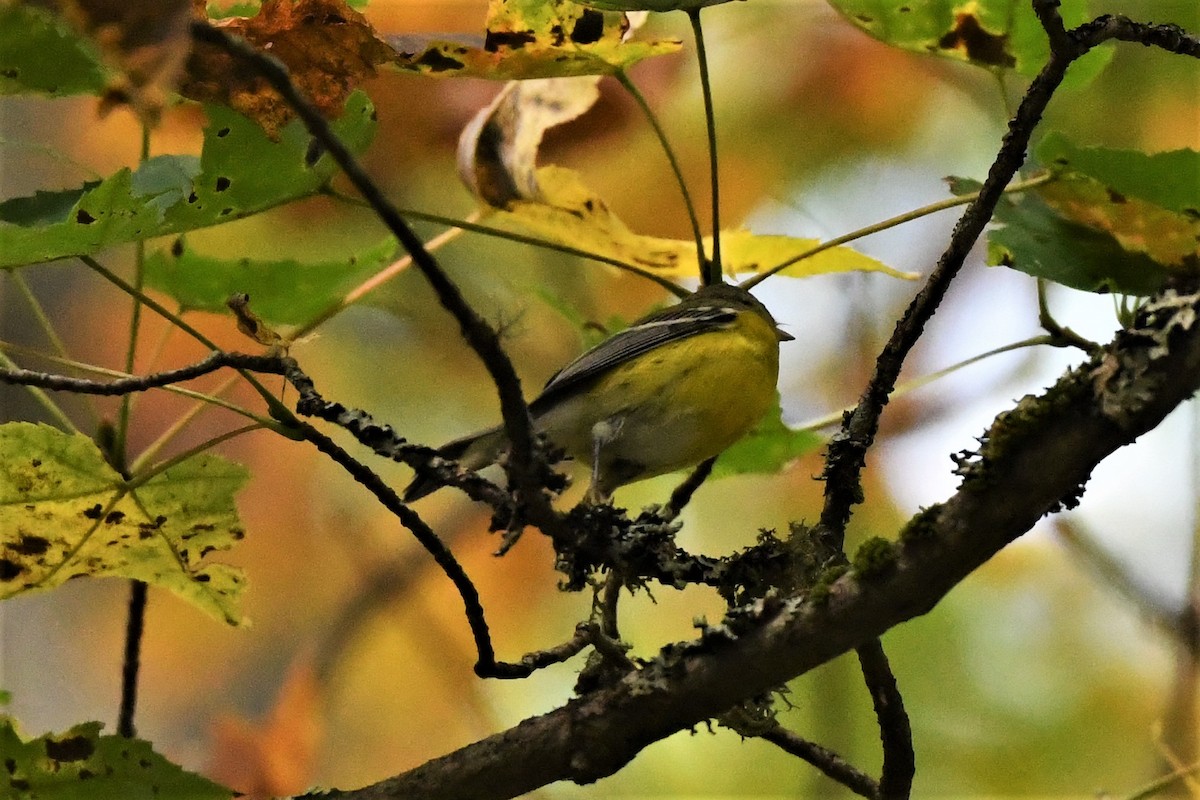 Magnolia Warbler - ML624149831