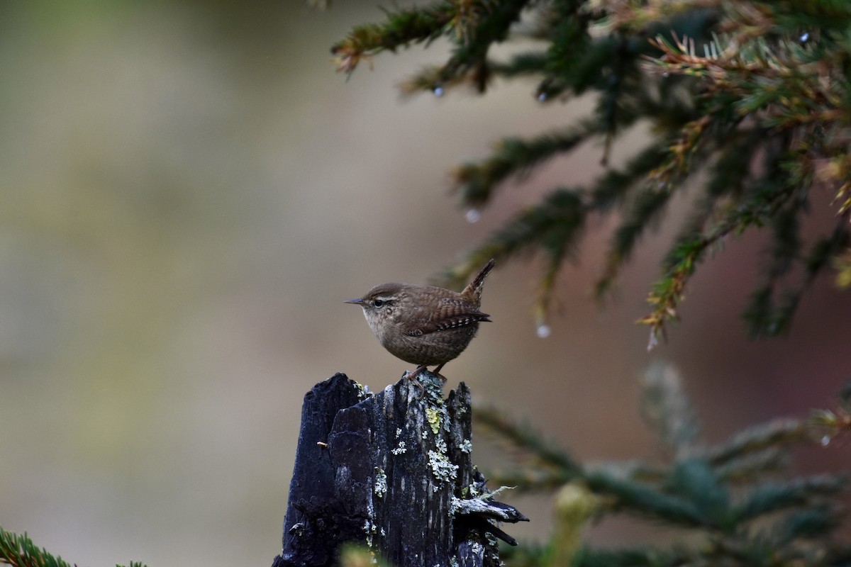 Eurasian Wren - ML624149834