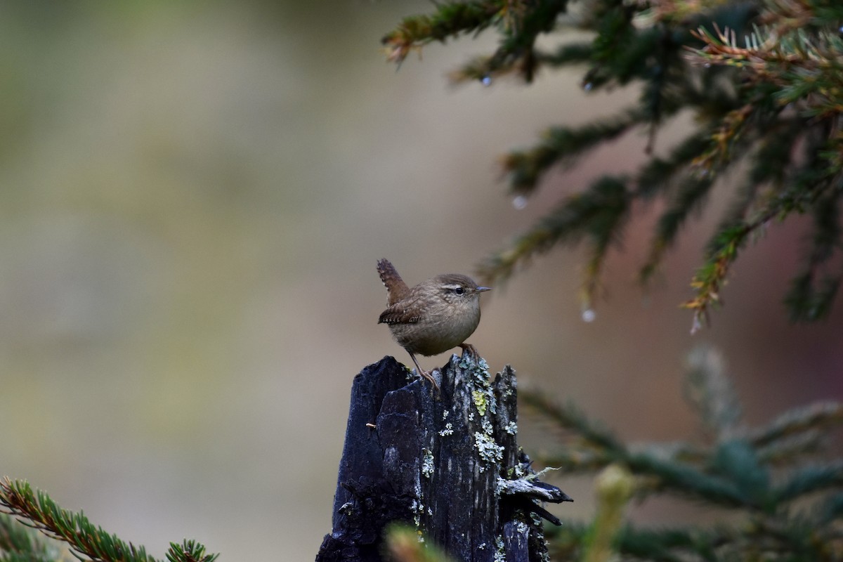 Eurasian Wren - ML624149835