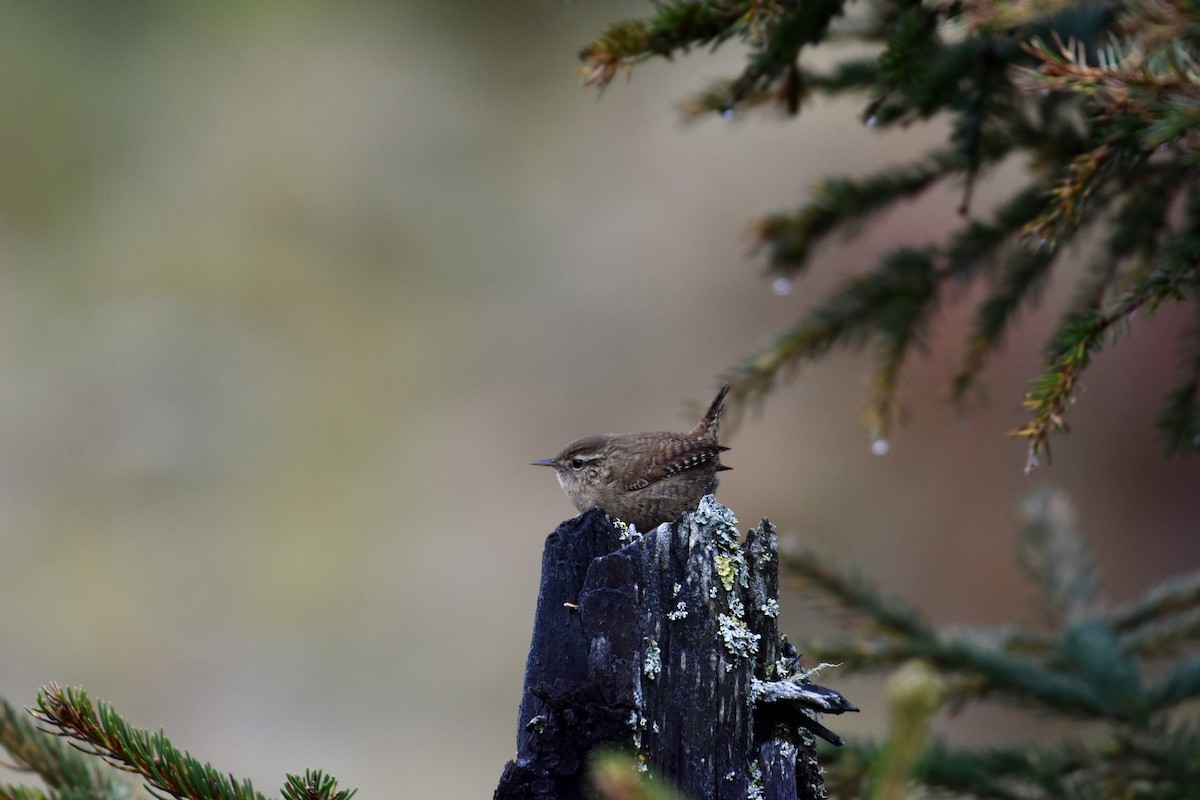 Eurasian Wren - ML624149836