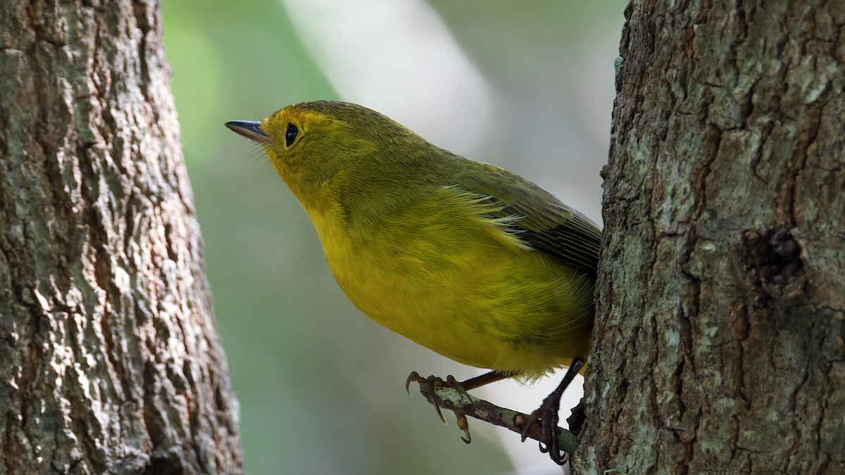 Wilson's Warbler - ML624149838