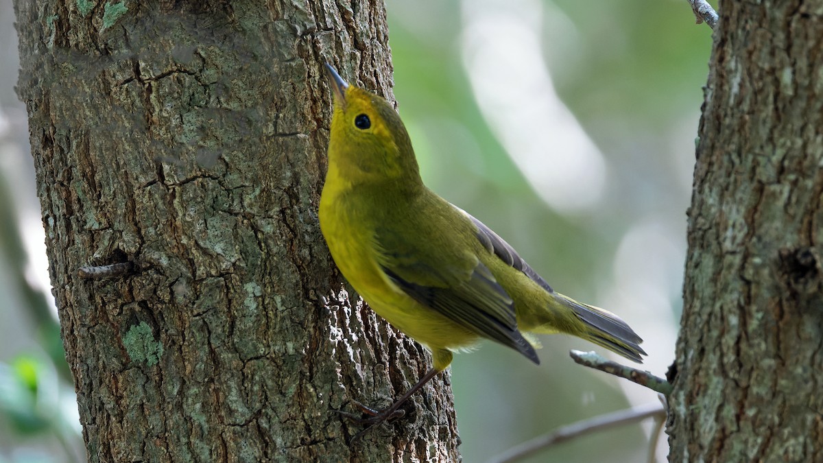 Wilson's Warbler - ML624149839