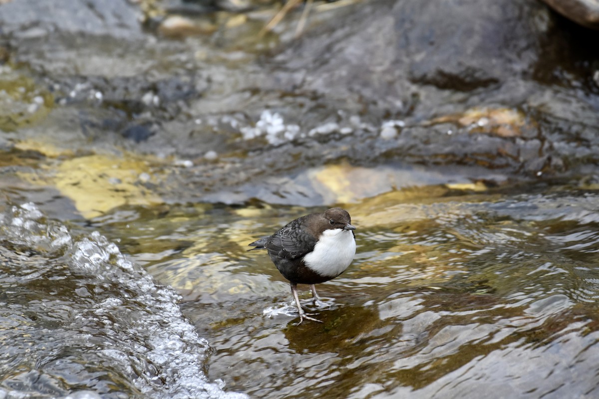 White-throated Dipper - ML624149840