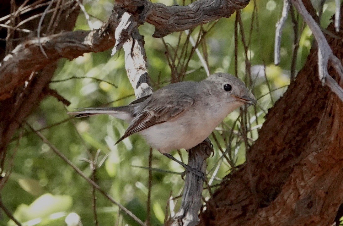 Red-capped Robin - Snotty Foster