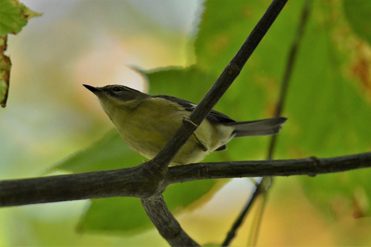 Black-throated Blue Warbler - ML624149843