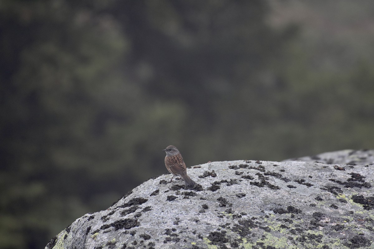 Acentor Común - ML624149844