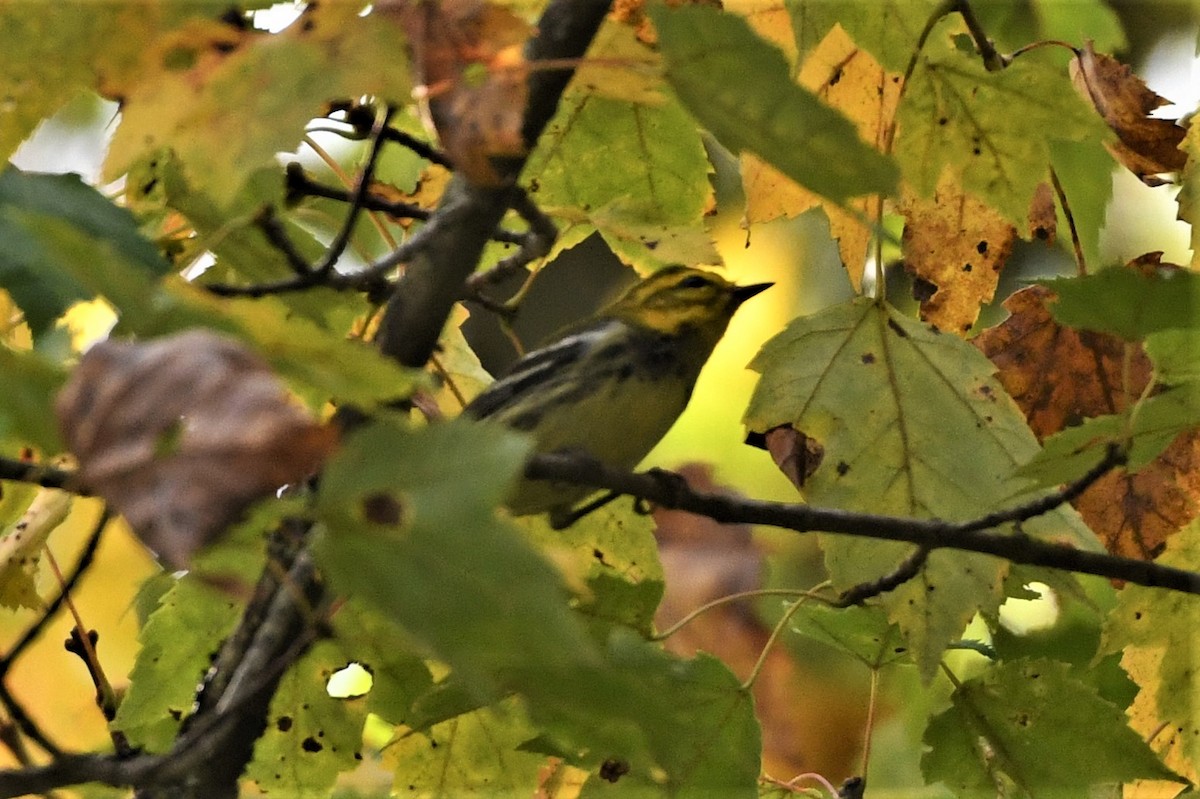 Black-throated Green Warbler - ML624149851