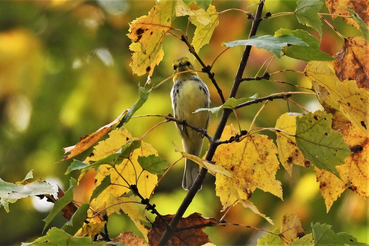 Black-throated Green Warbler - ML624149852