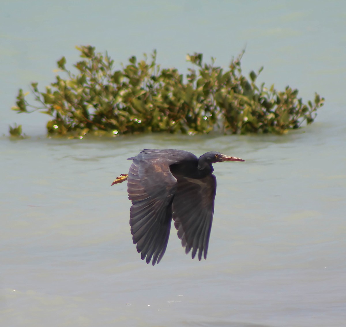 Pacific Reef-Heron - ML624149853