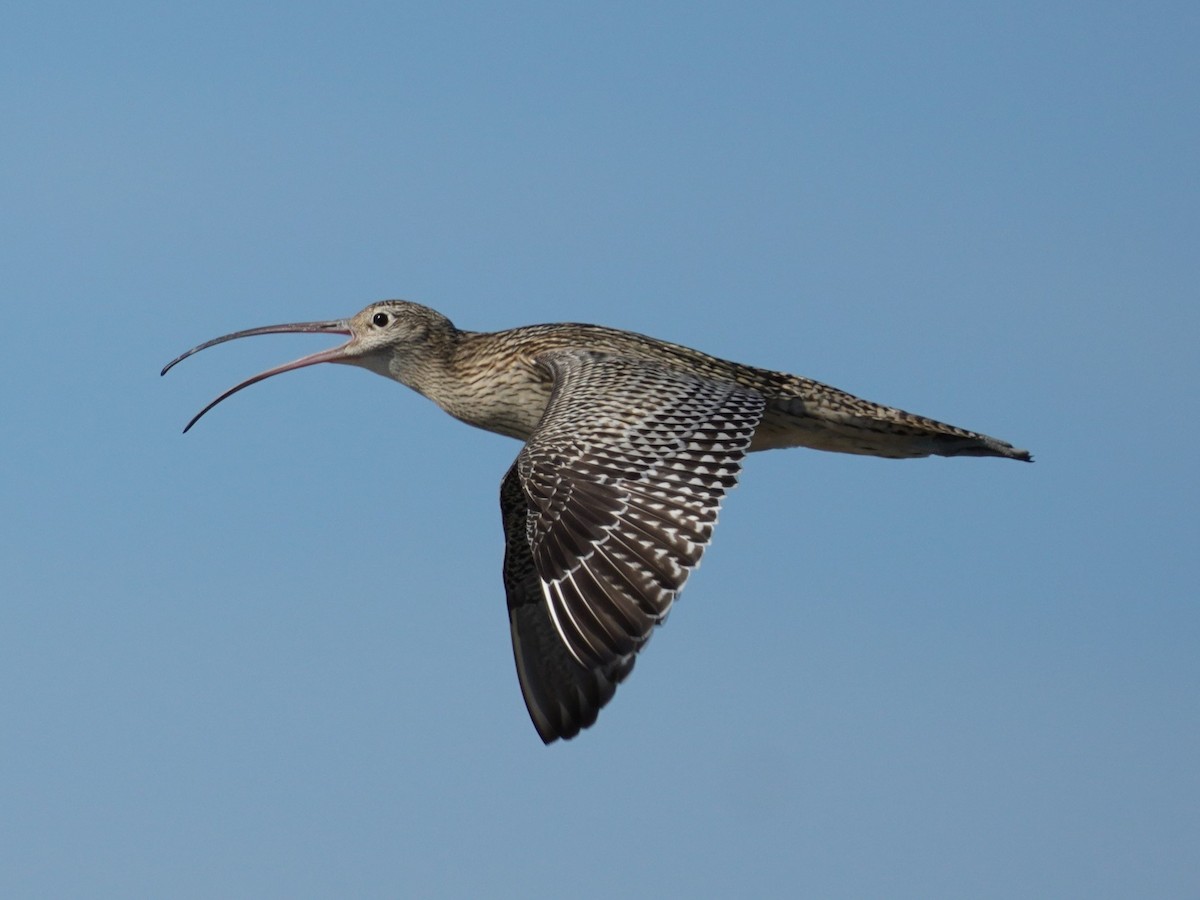 Far Eastern Curlew - Hikawa Takeshi