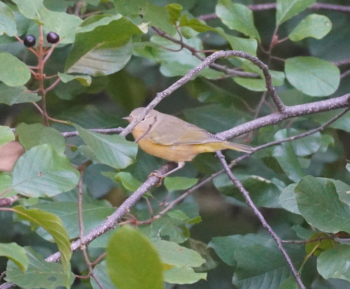 Nashville Warbler - ML624149878