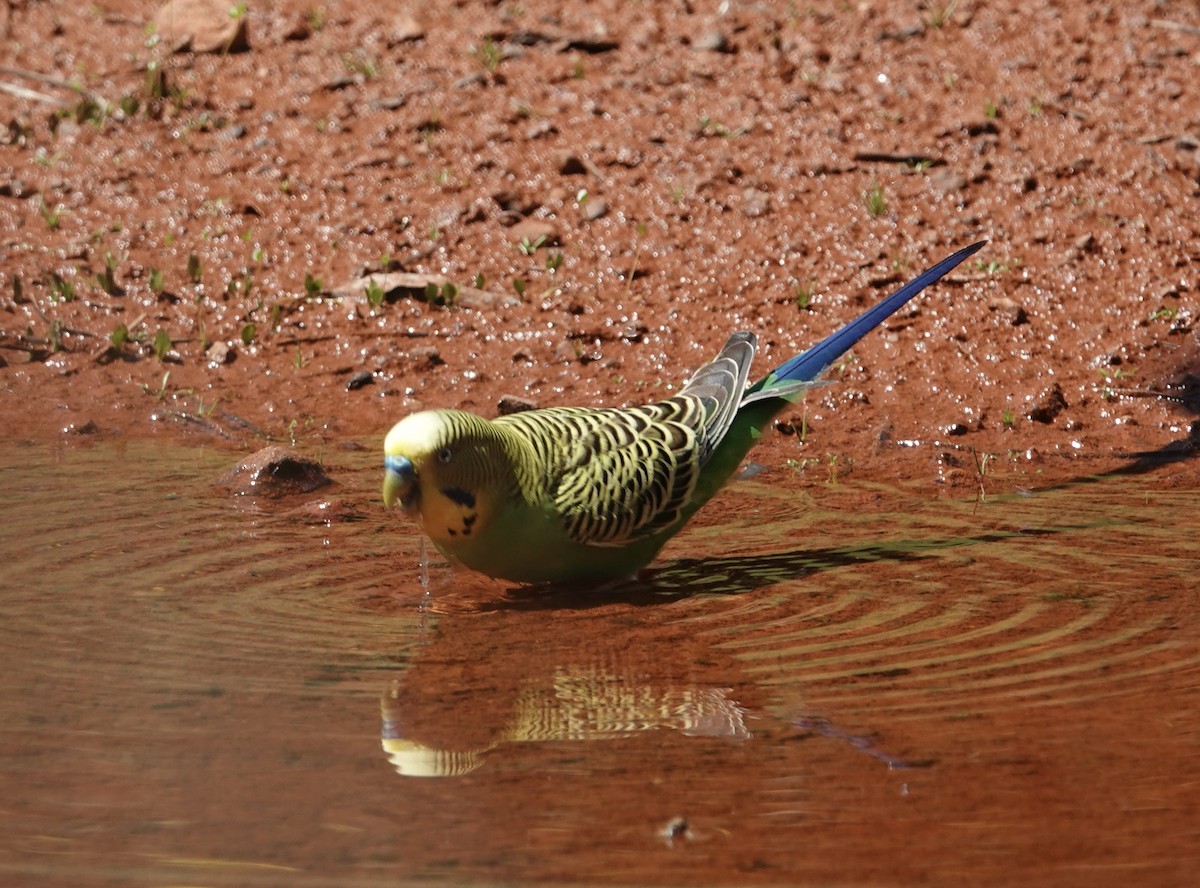 Budgerigar - ML624149879