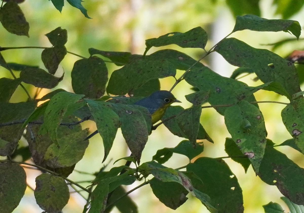 Canada Warbler - ML624149880