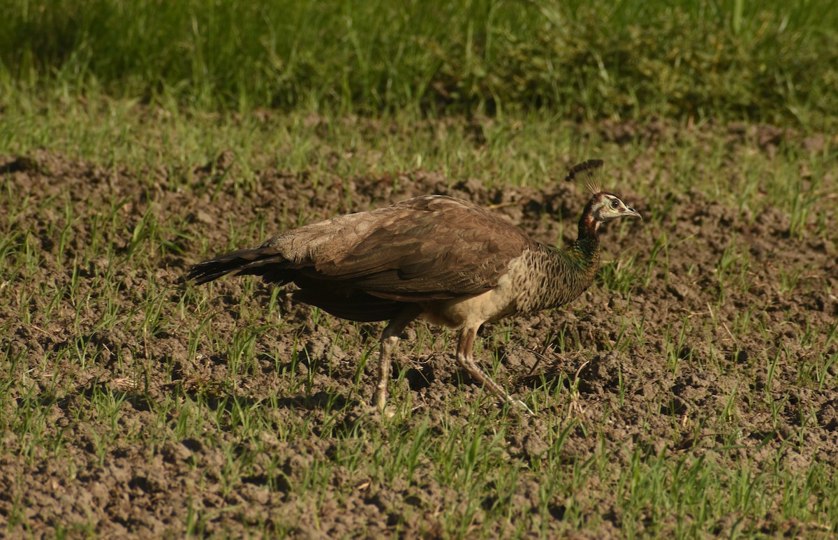 Indian Peafowl - ML624149881