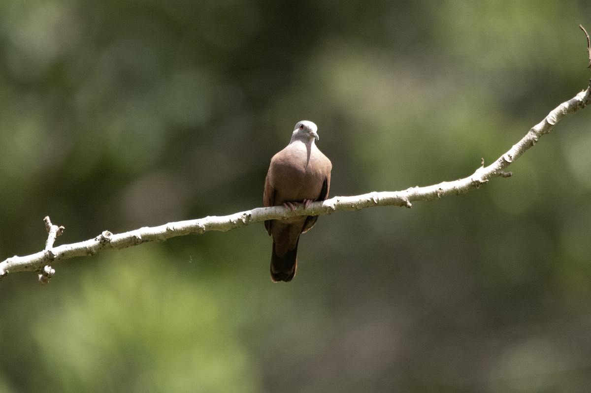 Ruddy Ground Dove - ML624149883