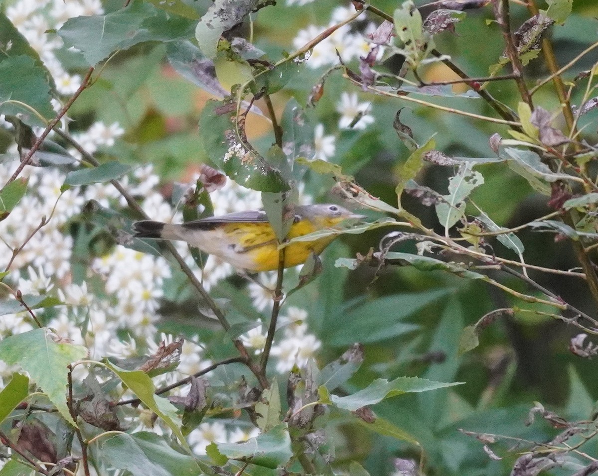 Magnolia Warbler - ML624149884