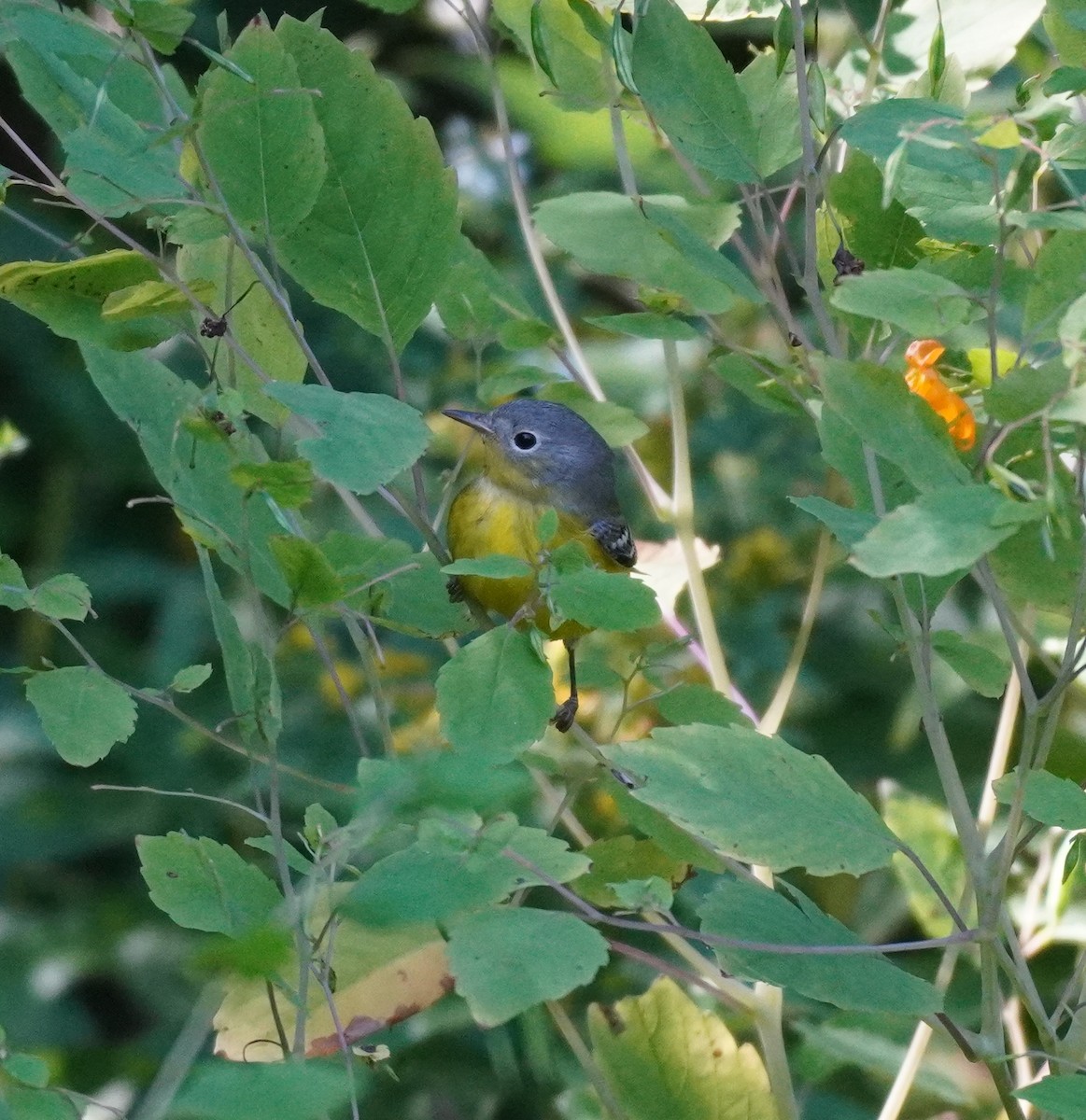 Magnolia Warbler - ML624149885