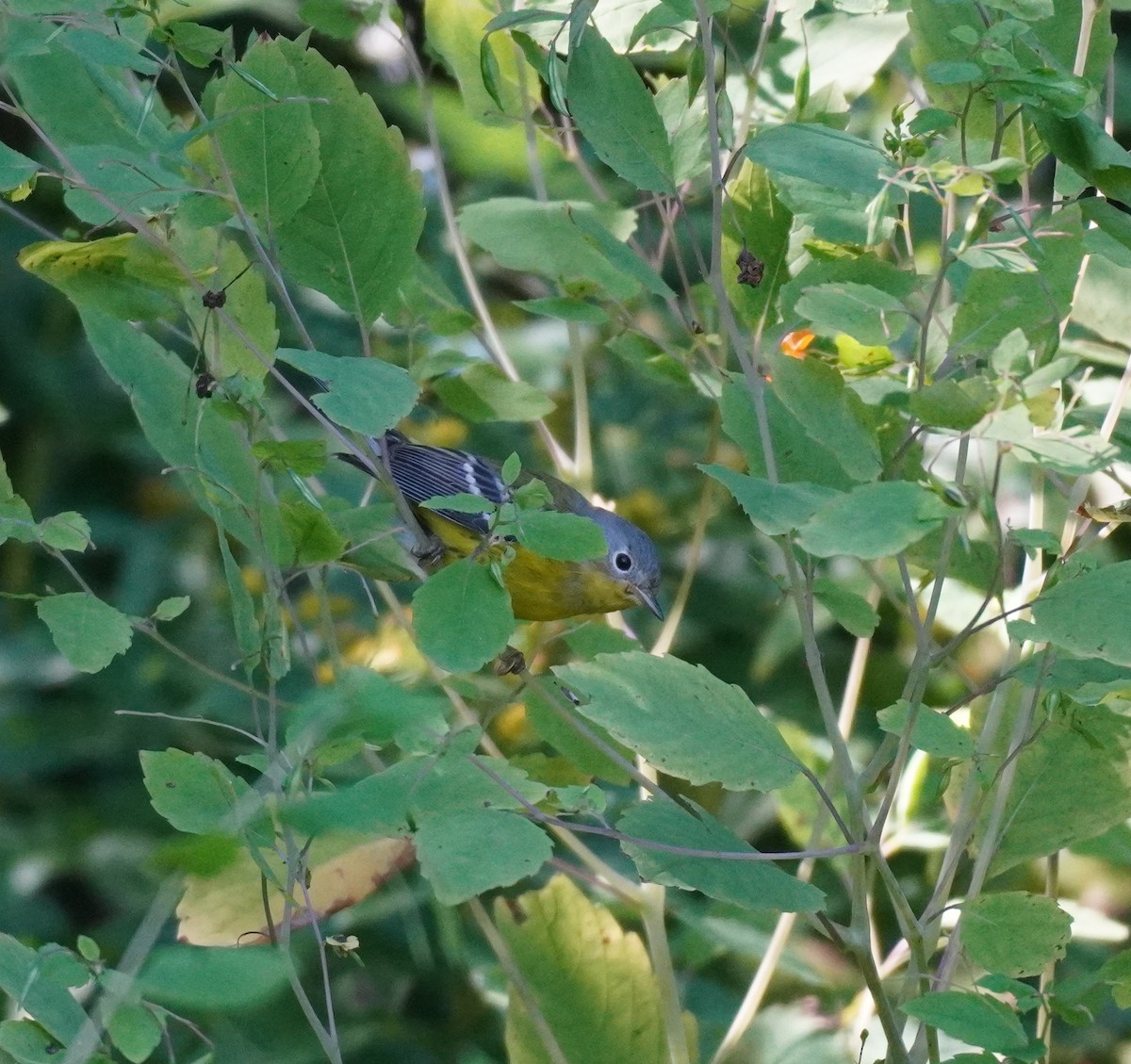 Magnolia Warbler - ML624149886