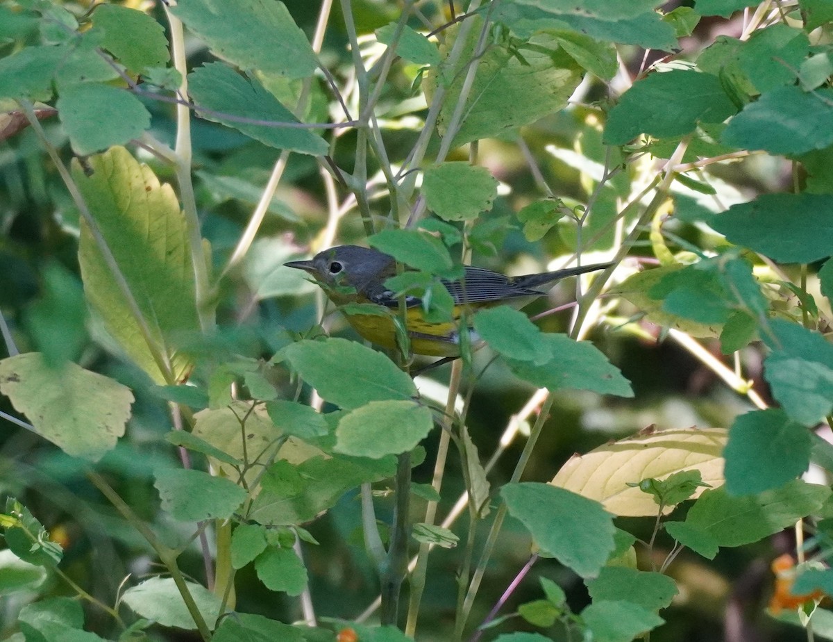 Magnolia Warbler - ML624149887