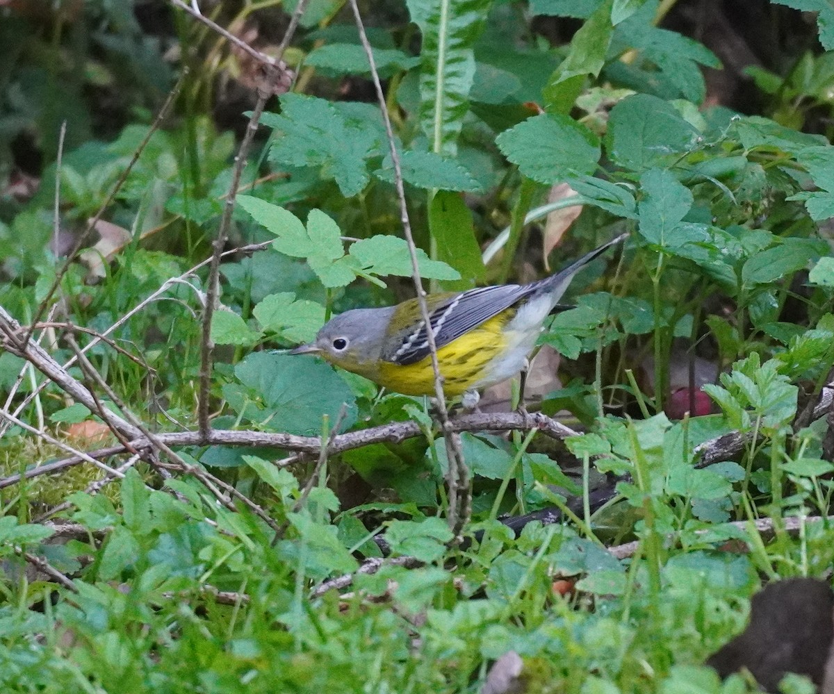 Magnolia Warbler - ML624149888