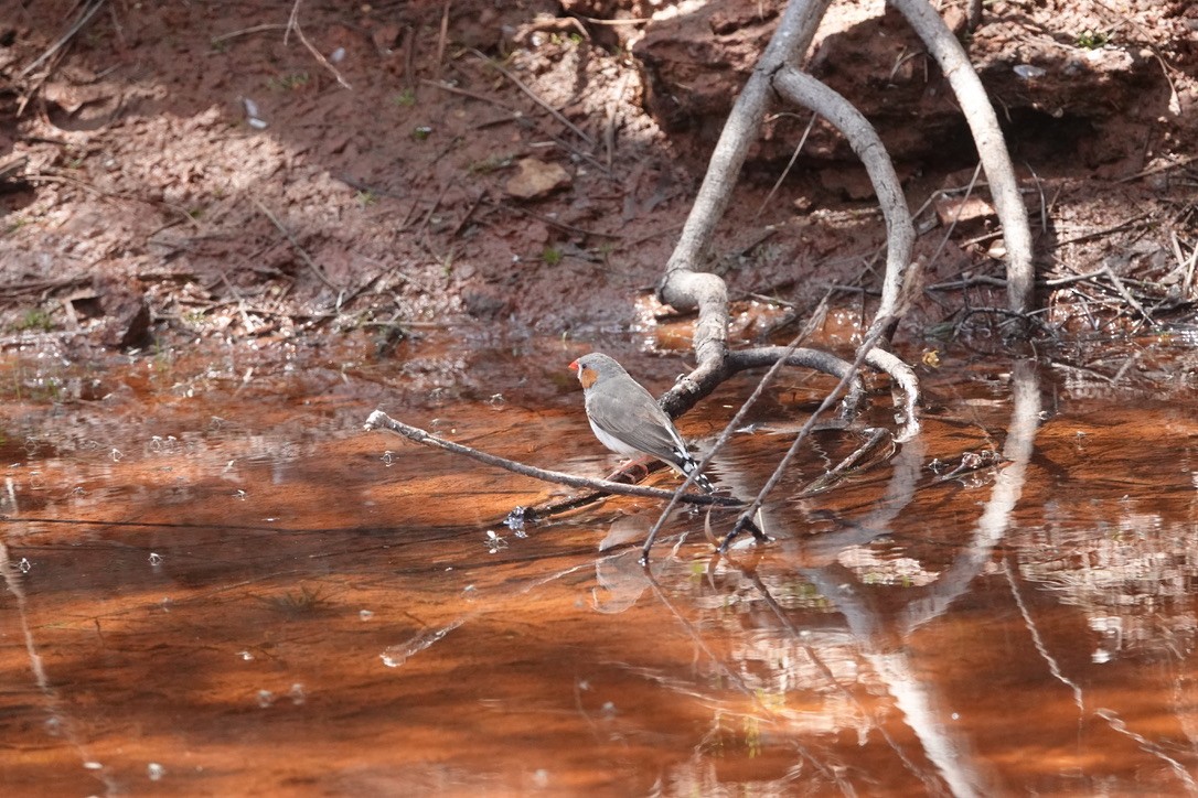 Zebra Finch - ML624149889